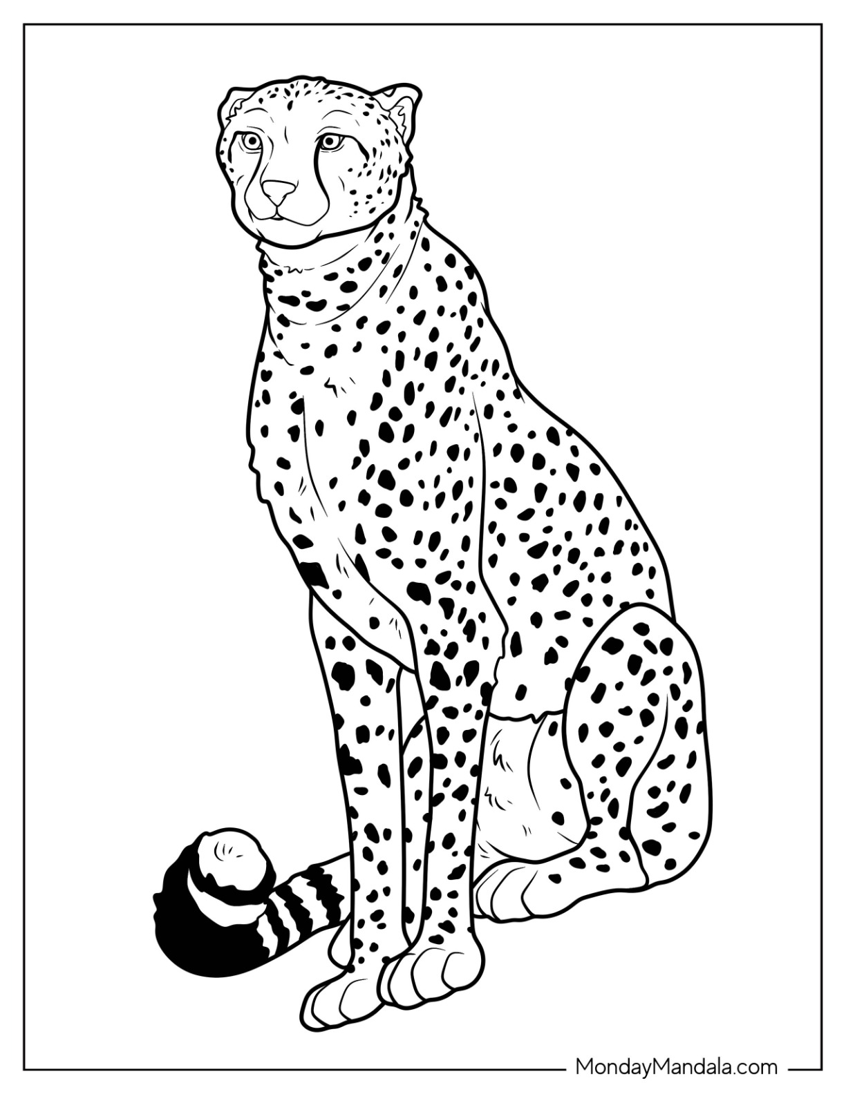 Cheetah coloring pages free pdf printables