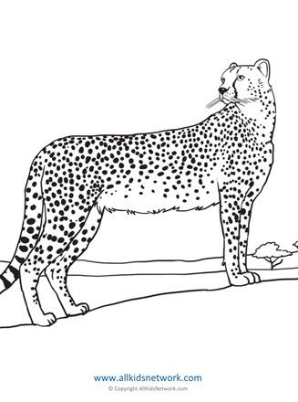 Roaring cheetah coloring page for kids