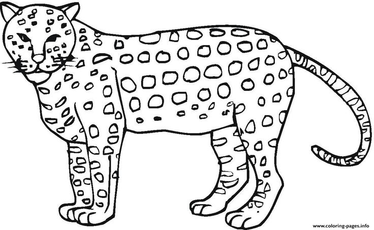 Print animal cheetah print out s coloring pages coloring pages for kids coloring pages to print zoo animal coloring pages