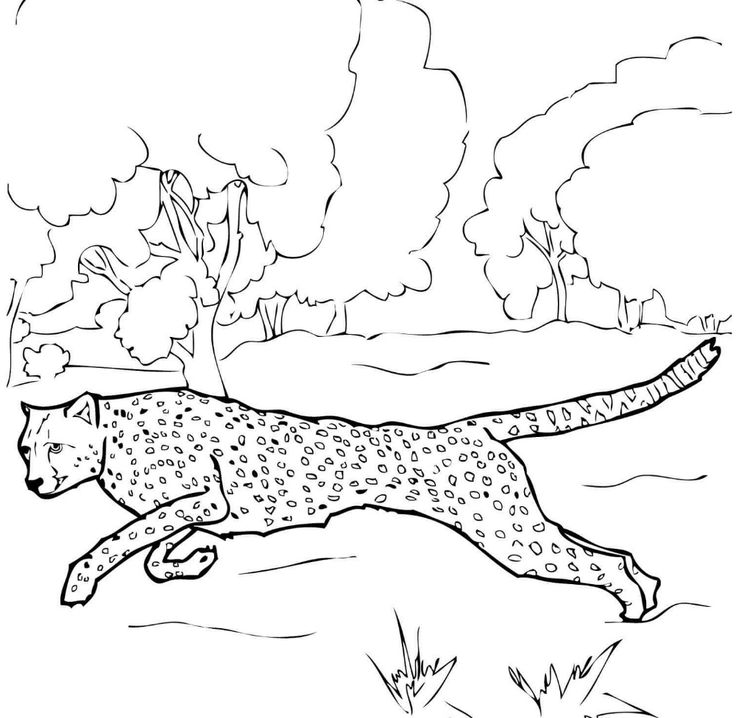 Cheetah coloring pages for kids k worksheets cheetah drawing animal coloring pages baby cheetahs