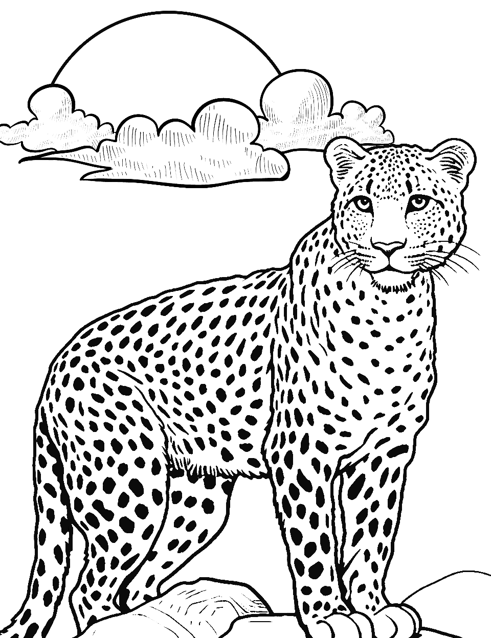 Cheetah coloring pages free printable sheets