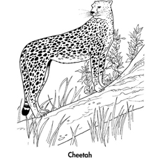 Best cheetah coloring pages for your little ones