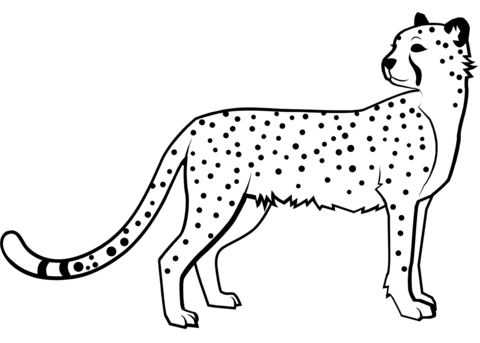 Cheetah coloring page free printable coloring pages