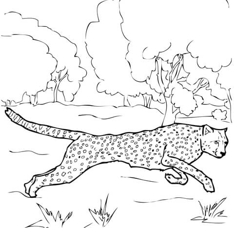 Running cheetah coloring page free printable coloring pages