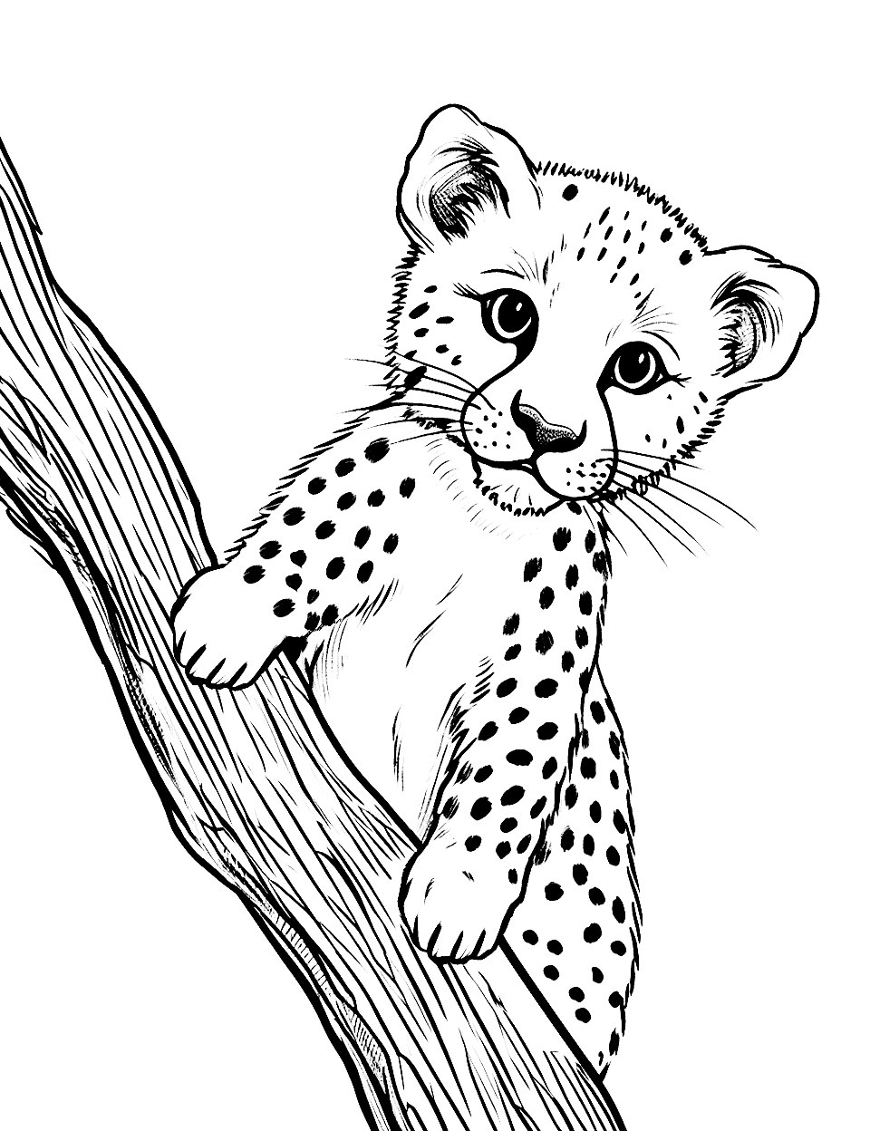 Cheetah coloring pages free printable sheets