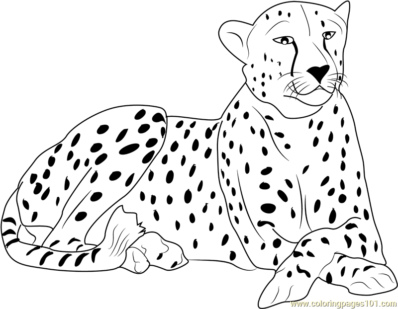 Cheetah coloring page for kids