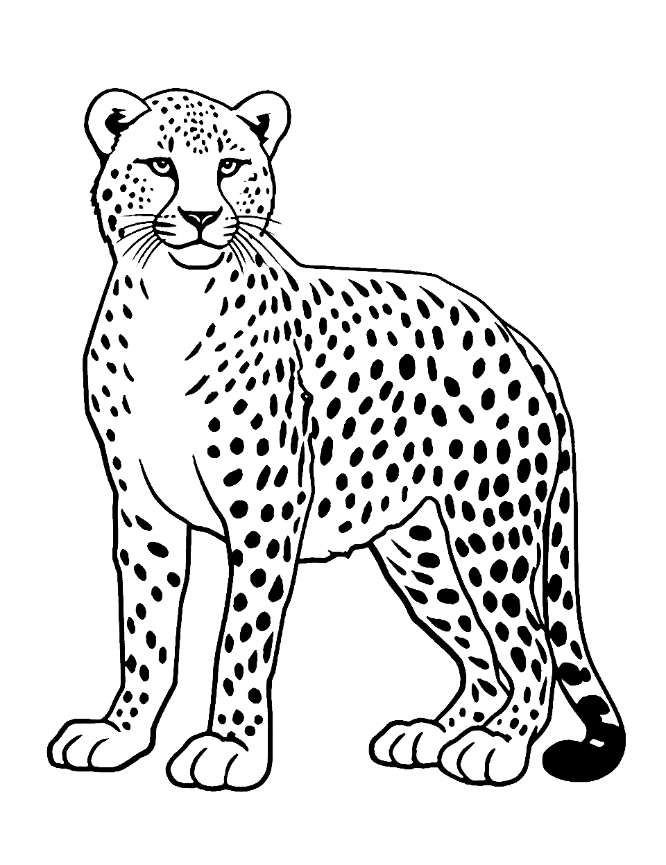 Cheetah coloring pages free printable sheets