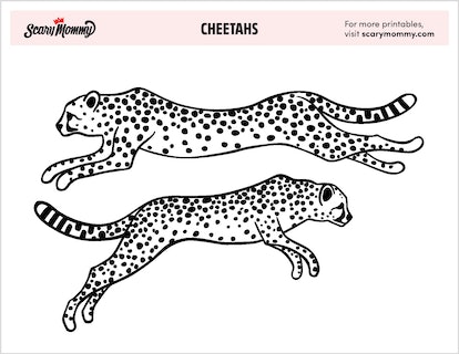 Cheetah coloring pages that make a purr