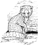 Cheetah coloring pages free coloring pages