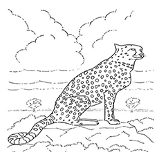 Best cheetah coloring pages for your little ones