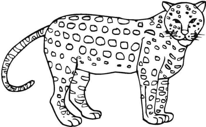 Cheetah croos coloring pages hard coloring pages coloring pages for kids animal coloring pages