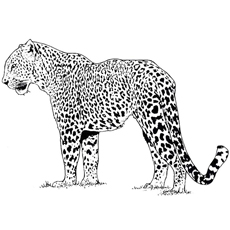 Best cheetah coloring pages for your little ones