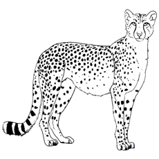 Best cheetah coloring pages for your little ones