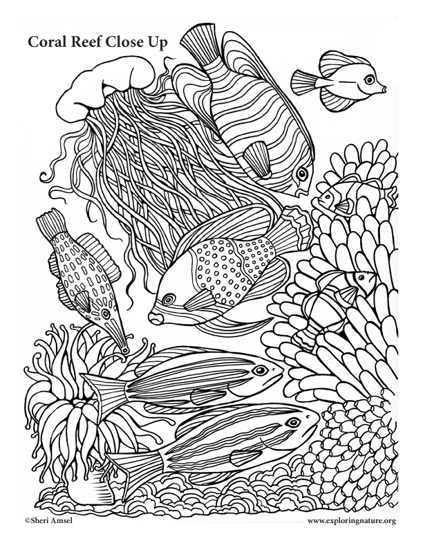 Coral reef close up coloring page