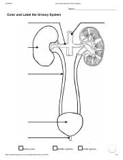 Color and label the urinary systempdf