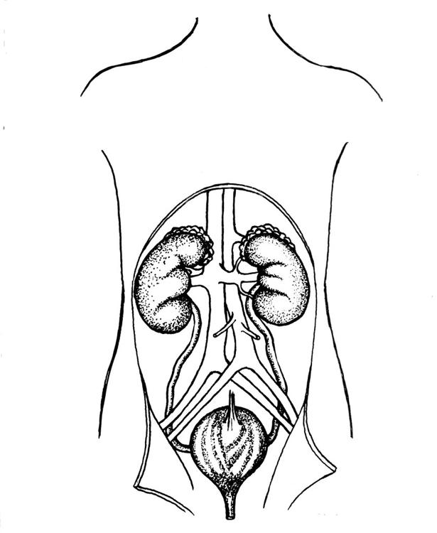 Coloring page urinary system kydneys and bladder
