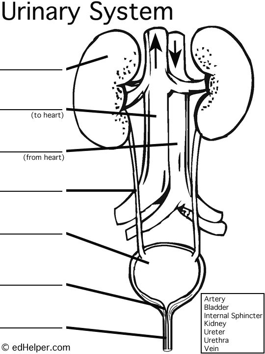 Urinary system diagram worksheet human body unit study human body systems teaching biology