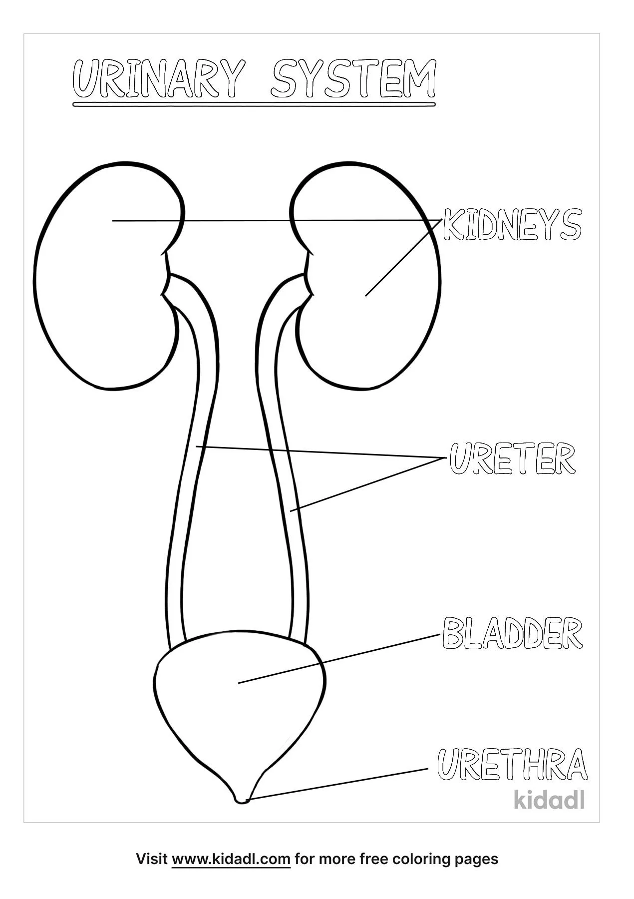 Free urinary system coloring page coloring page printables