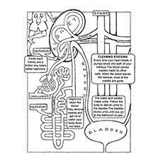 Top anatomy coloring pages for your toddler