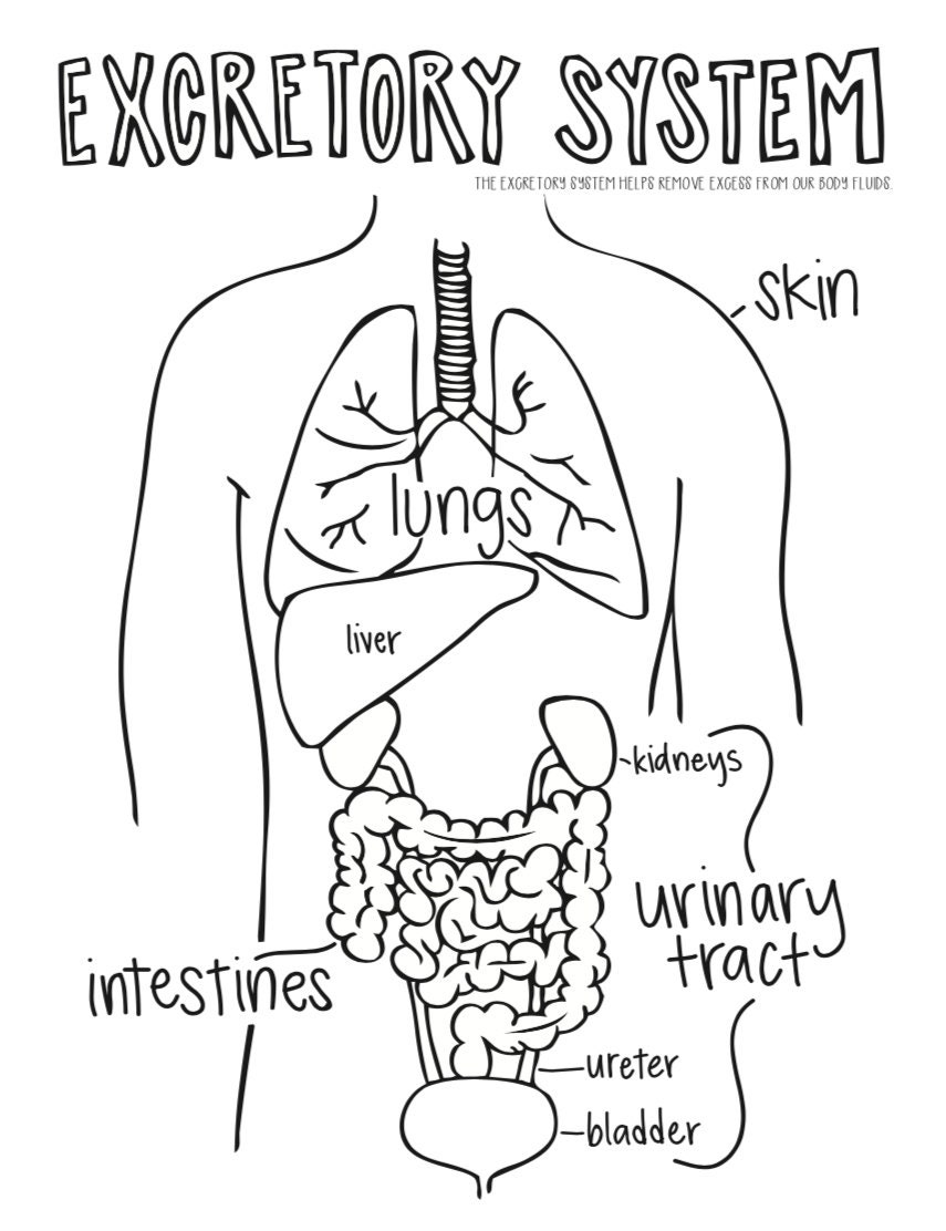Anatomy coloring pages