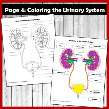 Urinary system anatomy activity and coloring packet by science from scratch