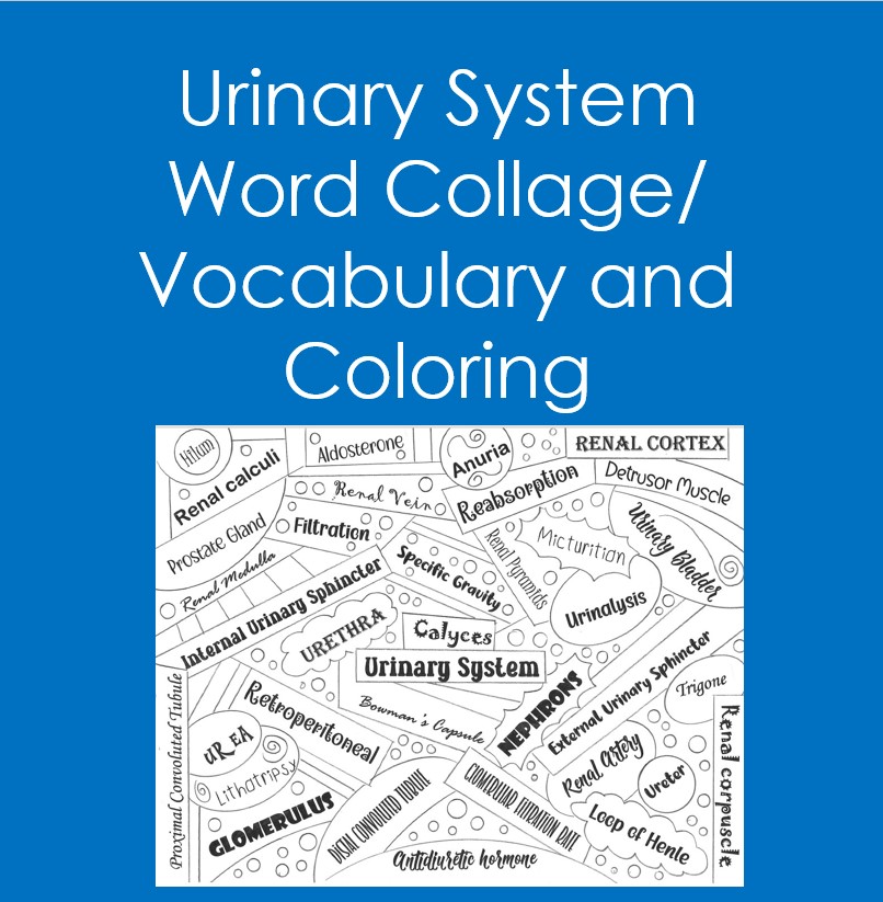 Urinary system word collage vocabulary coloring biology anatomy made by teachers