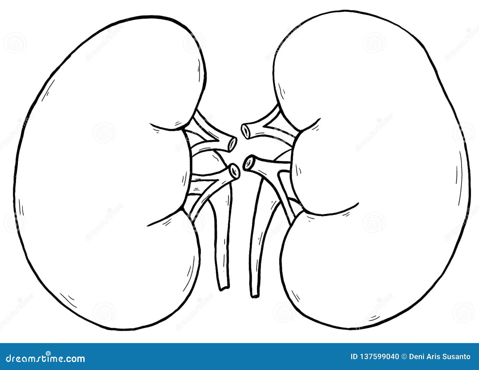 Illustration of left and right kidney outline stock illustration