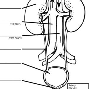 Anatomy coloring pages printable for free download