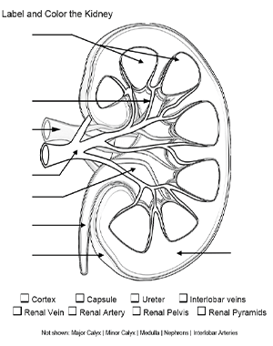 Label and color a diagram of the kidney using listed terms