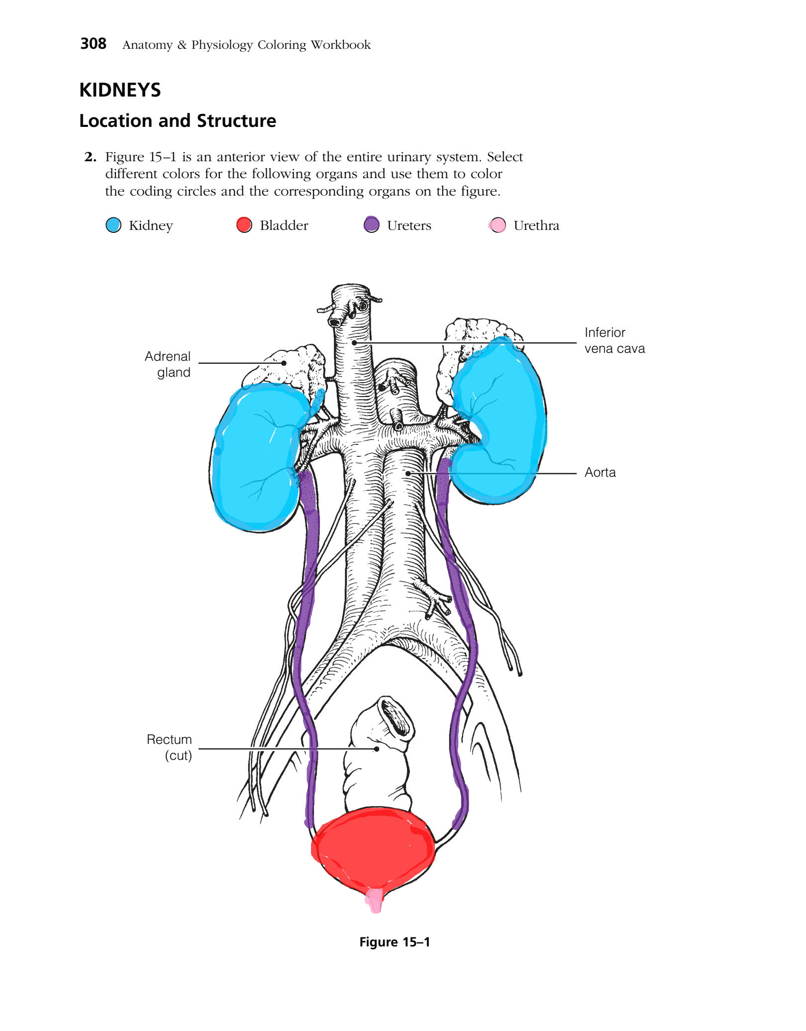 Solution urinary system practice quiz and study guide
