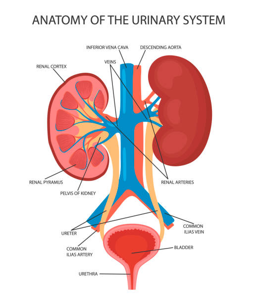 Kidney diagram stock photos pictures royalty