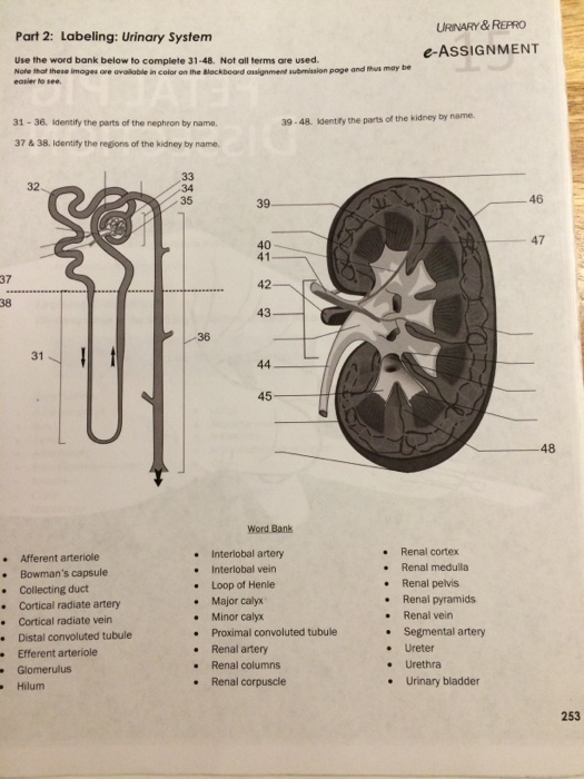 Solved part labeling urinary system urinary repro