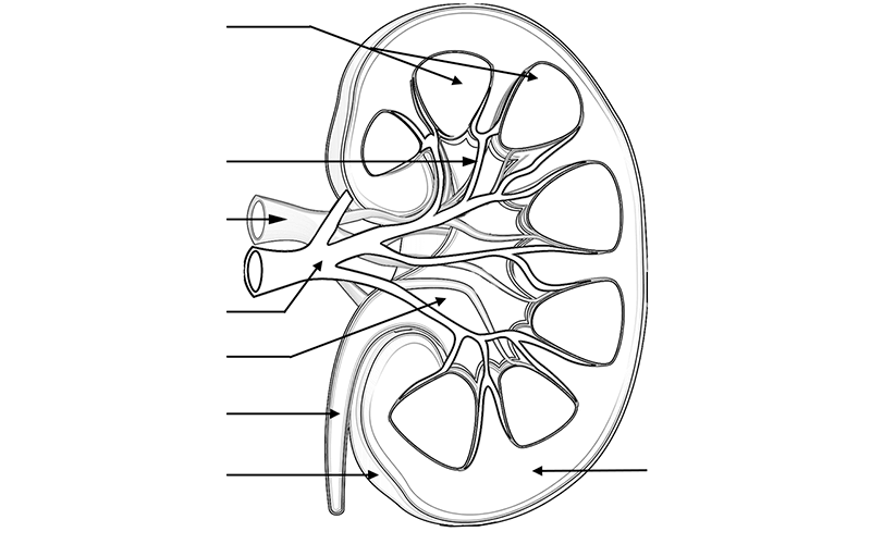 Label and color a diagram of the kidney using listed terms
