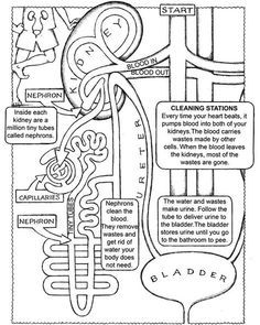 Free coloring page with kidney and excretory system details human anatomy and physiology anatomy coloring book anatomy and physiology