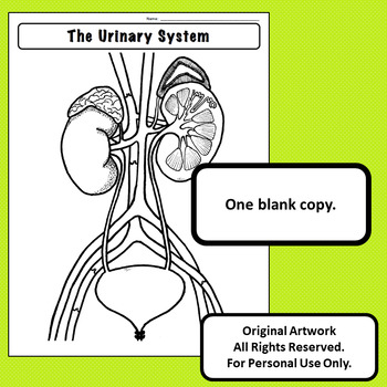Urinary system excretory system labeled diagrams for anatomy and physiology