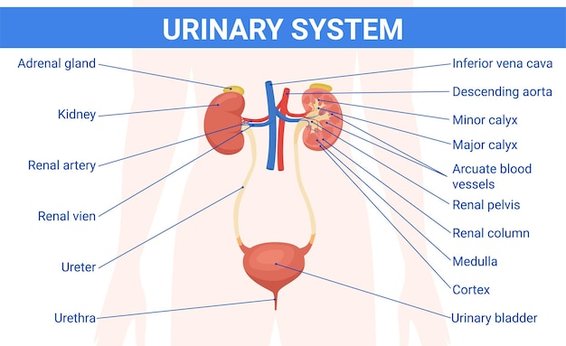 Urinary system images