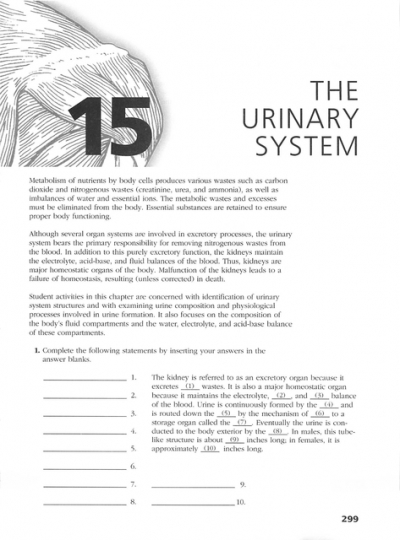 Aampampp coloring workbook the urinary system