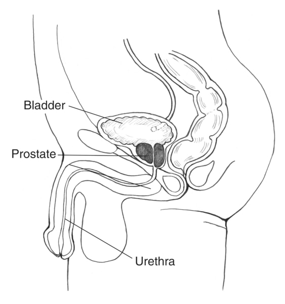 Male urinary tract with the bladder prostate and urethra labeled