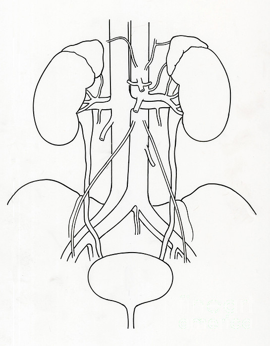 Illustration of urinary system tapestry by science source