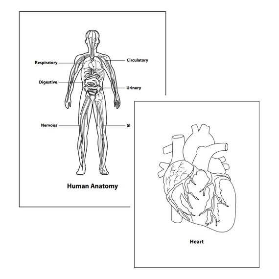 Human anatomy coloring pages body science worksheet med school activity human systems printable body cavities worksheets