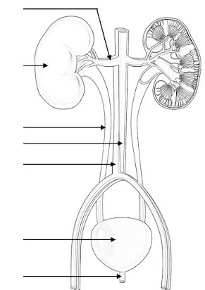 Color and label the urinary system diagram