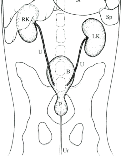 Macroscopic anatomy of the urinary system flashcards