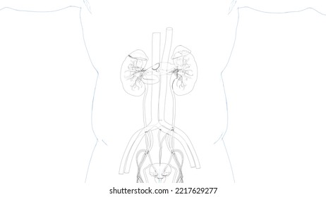 Human excretory system photos and images