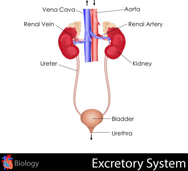 Excretory system stock photos pictures royalty