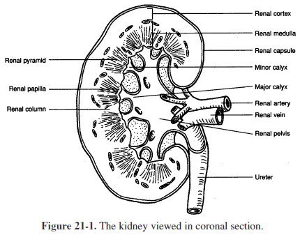 Kidney urinary system coloring page chest workout routine workout programs no equipment workout