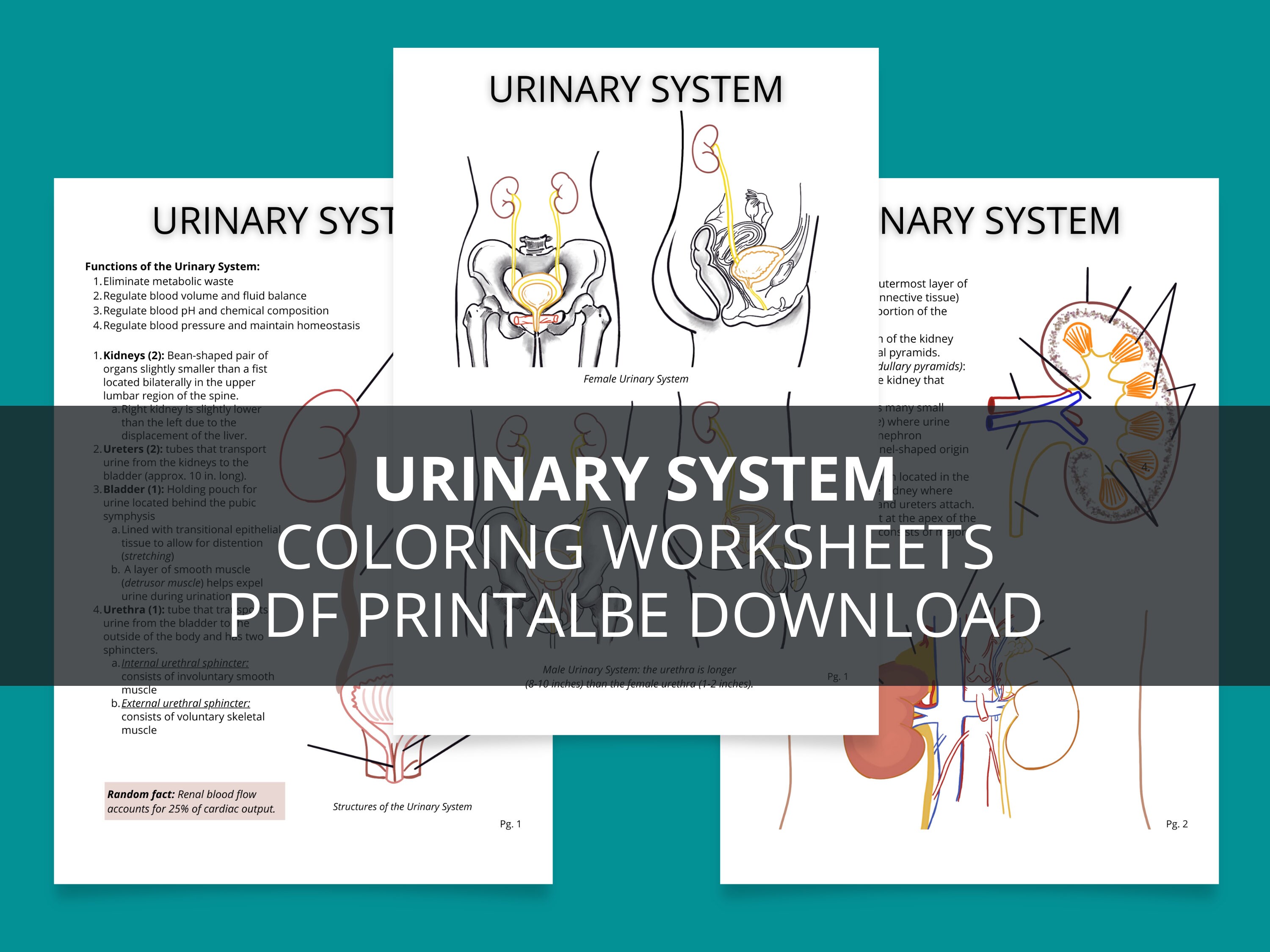 Human anatomy urinary system printable pdf notes digital download renal system study guide urinary system coloring sheets