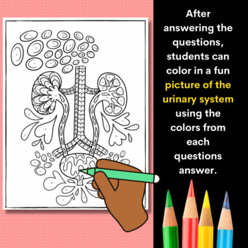 Urinary system color