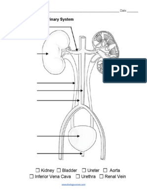 Color and label the urinary system pdf urinary system animal anatomy