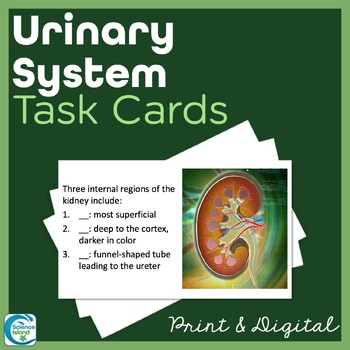 Urinary system task cards