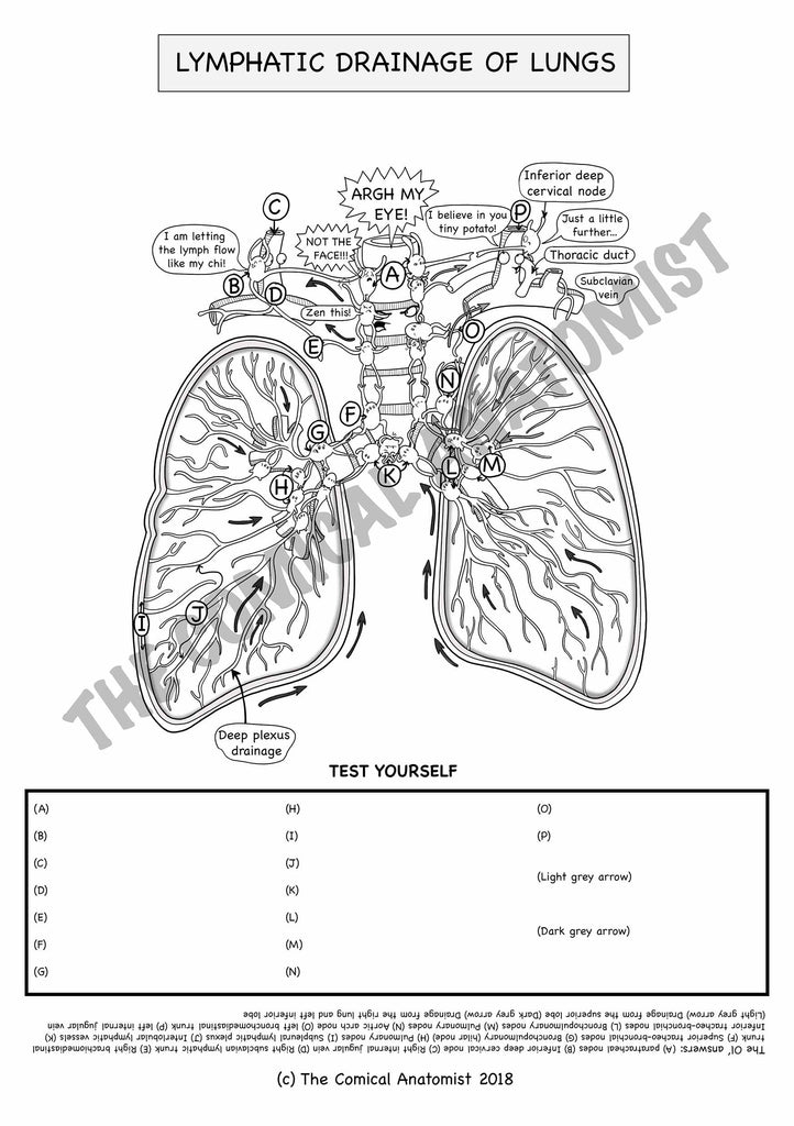 Respiratory system coloring book digital product the ical anatomist shop